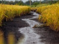 pexels-thanh-nguy-n-637271-1438524