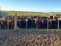 whatsapp-image-2025-10-31-at-162246