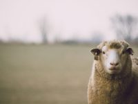 pexels-dan-hamill-144328-436793