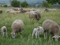 pexels-slimmars-13-197677686-14247526