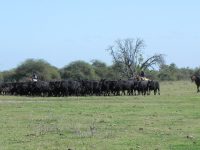 El tesoro del agro en Uruguay, en un año de festejo, se juega su futuro curupy-del-salvador-17
