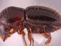 El picudo rojo no está solo: aceleran la movida para controlar otra plaga forestal, el escarabajo E fornicatus euwallacea_whitfordiodendrus_lateral_ed_web