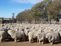 El precio de la carne ovina lleva siete semanas a la baja y el de la lana se equilibra la-estela-02