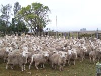 Semana histórica para el rubro ovino con nuevos precios máximos de carne y lana la-quebrada-03-1