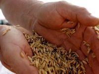 El MGAP le puso números a la campaña de arroz con buenas y malas 000_42344d3