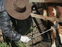 Primer trabajo de la serie educativa sobre garrapata bovina explica qué es una generación de este parásito alvaro-scarone-mgap-4