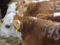 Nueva medida obligatoria del MGAP tras frecuentes problemas en exportaciones de carnes dsc_0040