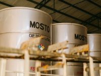 Viticultores pedirán se reactive el proyecto para instalar una planta de elaboración de mosto concentrado pexels-cristian-rojas-10039982