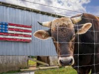 pexels-nc-farm-bureau-mark-17230112