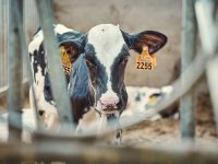 Buena novedad para la agroindustria lechera: rebote de valores en el mercado de lácteos pexels-wijs-wise-136435282-13223618
