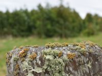 pique-forestal-2